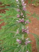 Leonurus heterophyllus 
